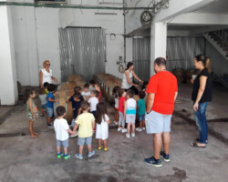 Επίσκεψη σε Ελαιοτριβείο13