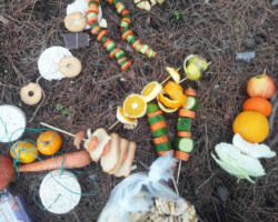 Χριστουγεννιάτικο Δέντρο στο Δάσος14