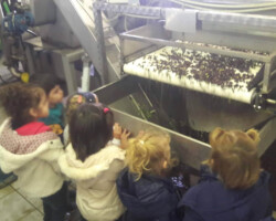 Επίσκεψη σε Ελαιοτριβείο12