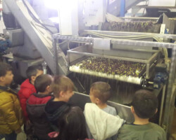 Επίσκεψη σε Ελαιοτριβείο11