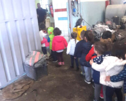 Επίσκεψη σε Ελαιοτριβείο10