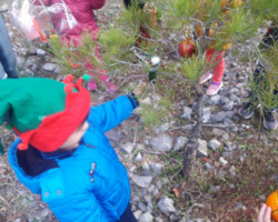 Χριστουγεννιάτικο Δέντρο στο Δάσος13