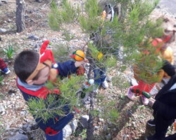 Χριστουγεννιάτικο Δέντρο στο Δάσος11