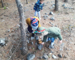 Χριστουγεννιάτικο Δέντρο στο Δάσος10