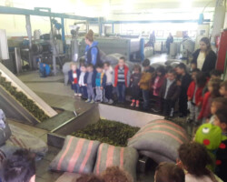 Επίσκεψη σε Ελαιοτριβείο9