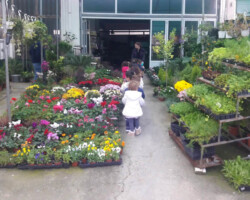 Επίσκεψη σε κατάστημα Σπόρων - Φυτών7