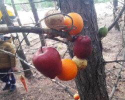 Χριστουγεννιάτικο Δέντρο στο Δάσος9