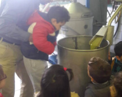 Επίσκεψη σε Ελαιοτριβείο7