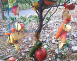 Χριστουγεννιάτικο Δέντρο στο Δάσος8