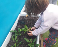 Φυτεύοντας Σπόρους στον κήπο7