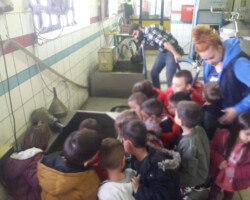 Επίσκεψη σε Ελαιοτριβείο2