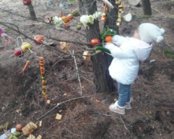 Χριστουγεννιάτικο Δέντρο στο Δάσος4
