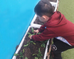 Φυτεύοντας Σπόρους στον κήπο5