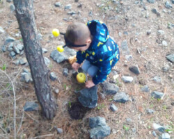 Χριστουγεννιάτικο Δέντρο στο Δάσος2