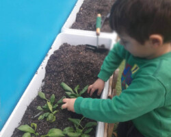 Φυτεύοντας Σπόρους στον κήπο3