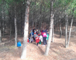 Χριστουγεννιάτικο Δέντρο στο Δάσος1